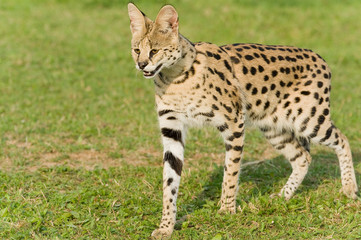 Serval
