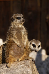 Erdmännchen