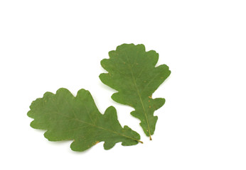 Two green leaves of oak.
