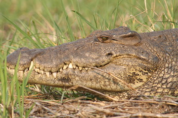 Naklejka premium Crocodile in grass