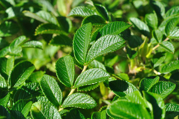 Rosehip Leaves