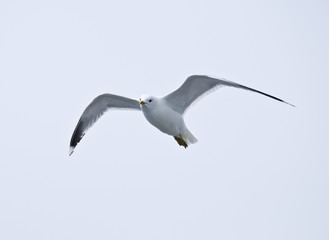 Möwe im Flug