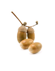 acorns