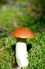 Red-capped scaber stalk