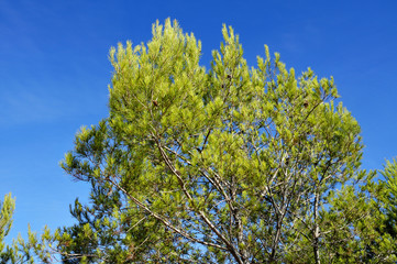 pine tree