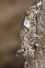 White-clouded longhorn beetle (Mesosa nebulosa)