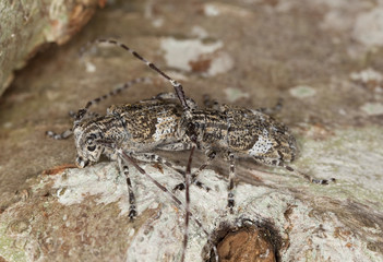 White-clouded longhorn beetle (Mesosa nebulosa) mating.