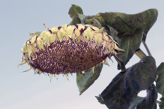 Girasol