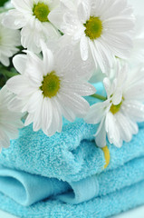 Fototapeta na wymiar Wet Daisies on a Blue Towels