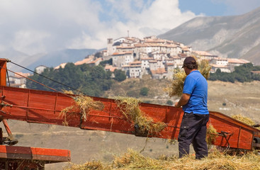 Trebbiatura lenticchie a Castelluccio di Norcia
