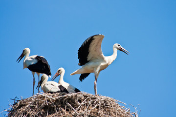 Junge Störche im Nest, young storks in a nest