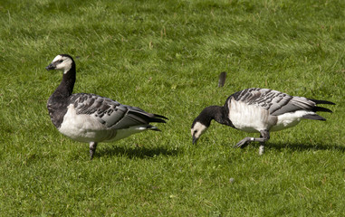 Barnacle goose in the grass