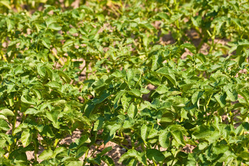 Kartoffelpflanzen auf einem Feld, Potato plants on a field