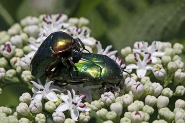 Gemeiner Rosenkäfer, Cetonia aurata - Rose chafer