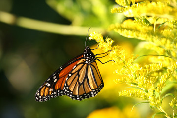 Fototapeta na wymiar Monarch Butterfly - Danaus plexippus