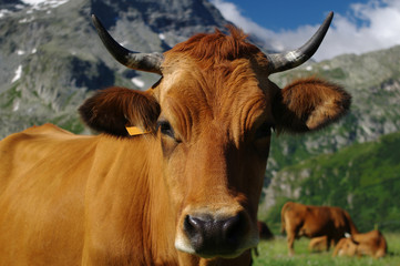 portrait de vache tarine
