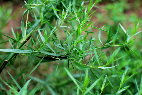 estragon