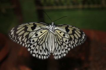 Fototapeta na wymiar Papillon - Demi deuil
