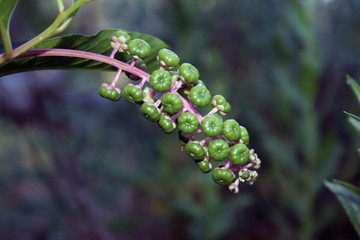 Racimo de bayas verdes