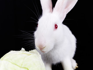White rabbit with cabbage