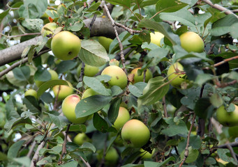 green apple on the branch of the tree