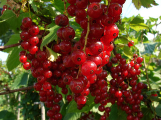 red currant bunch
