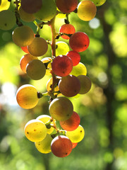 Weintrauben am Weinstock