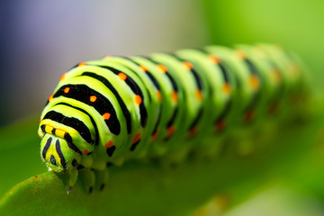 green caterpillar - Powered by Adobe