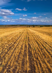 Fototapeta premium harvest