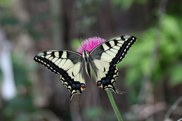 Fototapeta na wymiar European Swallowtail Butterfly
