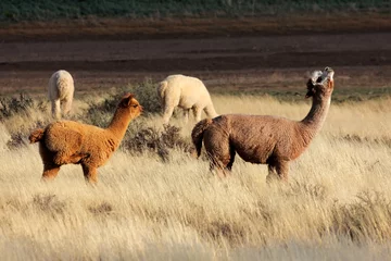 Fotobehang Alpacas (Vicugna pacos) © EcoView