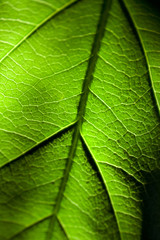 green leaf