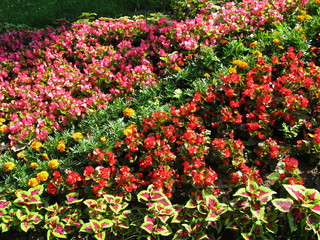 red flowers