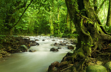 Tropical rainforest and river