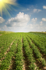 Fototapeta na wymiar Landscape of potato plantation