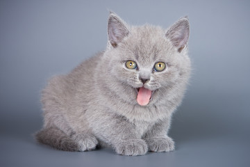British kitten on grey background