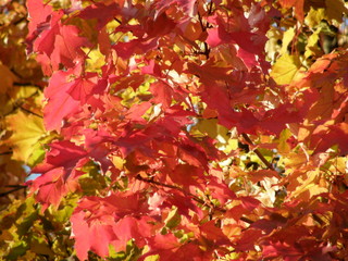 Autumnal maple leaves in different colors (background)