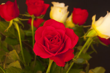 Red rose in a bouquet