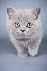 British kitten on grey background