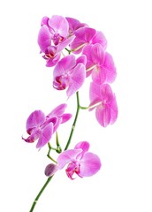 Naklejka na ściany i meble Pink Orchid