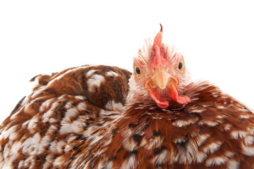 Chicken head