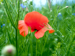 Red poppy blooming among the motley grass