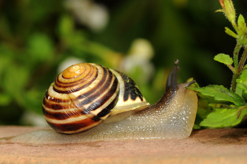 Bänderschnecke am fressen