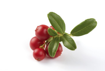 Cranberries twig
