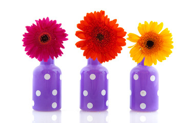 Cheerful purple dotted vases with Gerber flowers