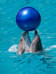 deux dauphins jouant au ballon