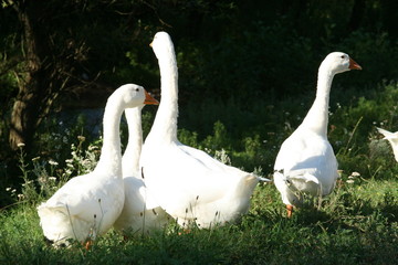 Obraz premium White geese