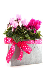 Pink Cyclamen for the birthday