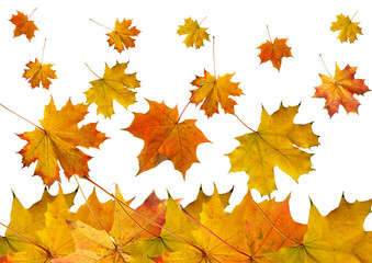 Naklejka na ściany i meble autumn maple slips