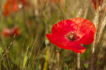 Fototapeta premium Red poppies in the grain fields